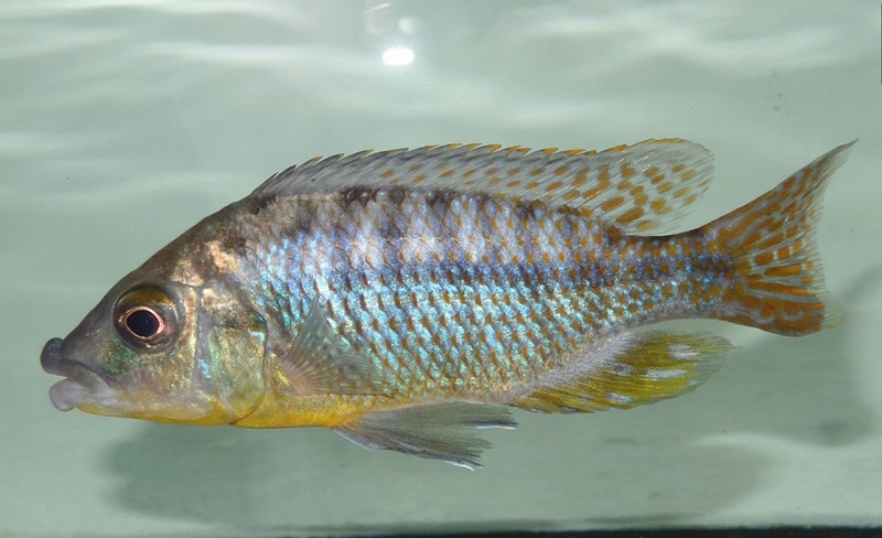 Protomelas ornatus 'Magunga'